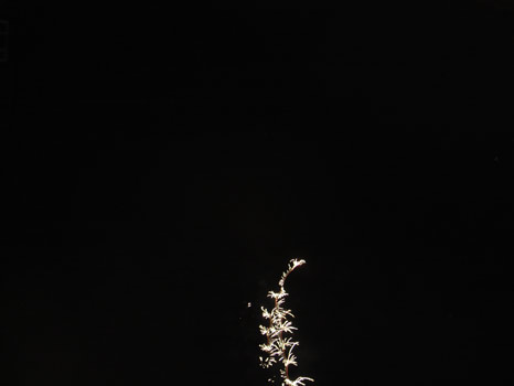 fireworkfern.jpg